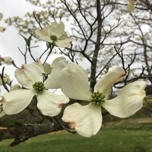 Meet your Posher, Rehanon